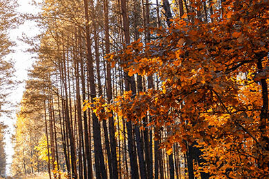 2026 极直播nba豪门球队深陷激烈竞争